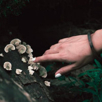 nupepshrooms1