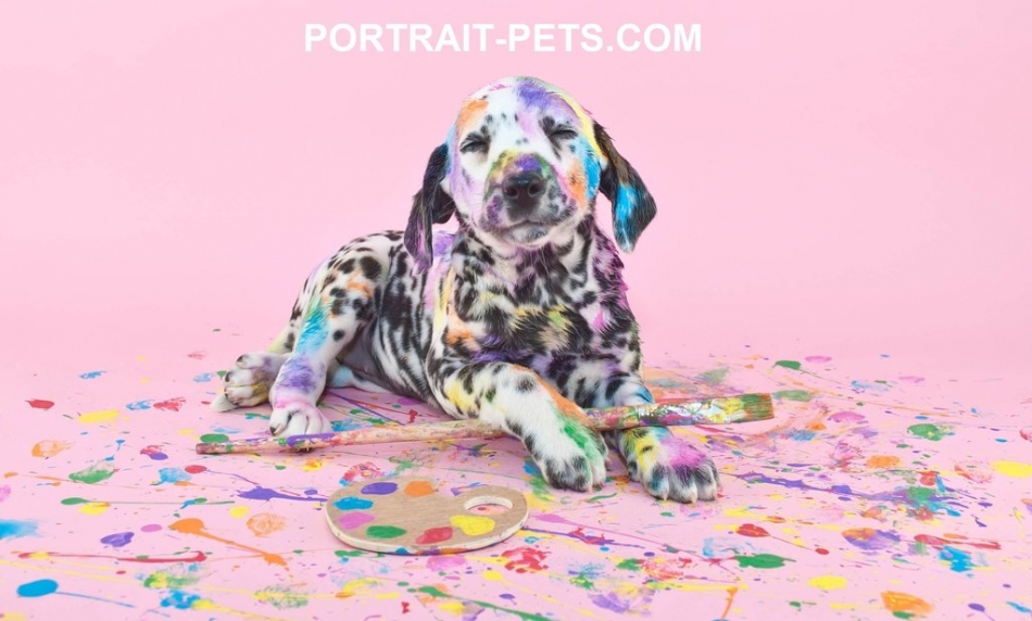 petportraits